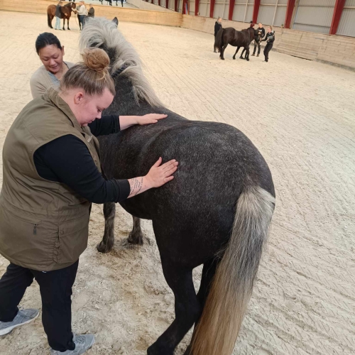 Undervisning af massage af hest på hestemassør uddannelse i Hirtshals